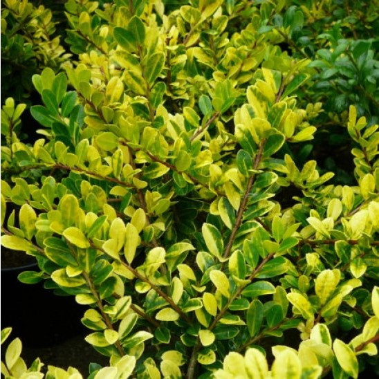 Саджанці Падуба городчатого, зазубреного Голден Джем (Ilex crenata Golden Gem) Р9