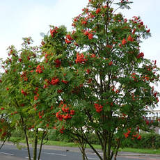 Горобина звичайна 2 річна, Горобина звичайна, Sorbus aucuparia, фото 5