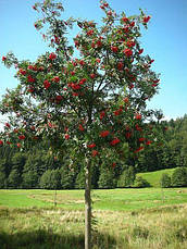 Горобина звичайна 2 річна, Горобина звичайна, Sorbus aucuparia, фото 3