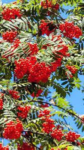 Горобина звичайна 2 річна, Горобина звичайна, Sorbus aucuparia, фото 1