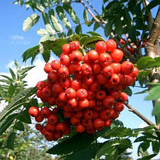 Горобина звичайна 2 річна, Горобина звичайна, Sorbus aucuparia, фото 6