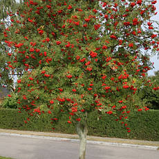 Горобина звичайна 2 річна, Горобина звичайна, Sorbus aucuparia, фото 4