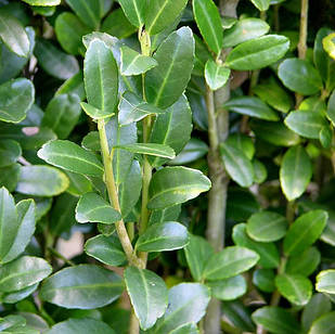 Саджанці Падуба городчатого Конвекса (Ilex crenata Convexa) Р9