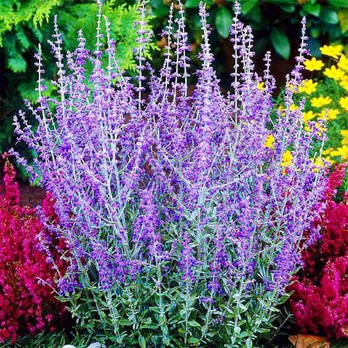 Саджанці Перовскії лебедолистної Блю Спайр (Perovskia atriplicifolia Blue Spire) Р9