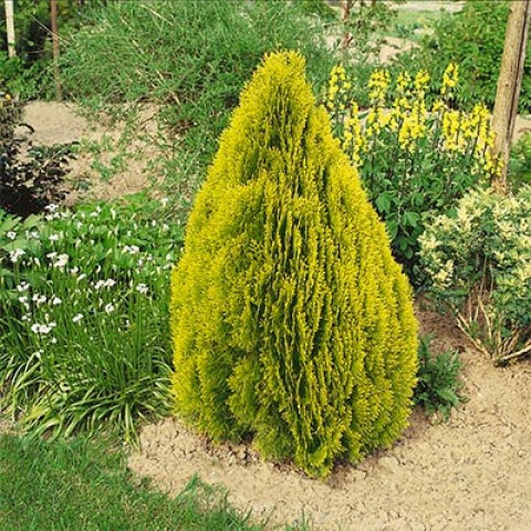 Саджанці Туї східної Пірамідаліс Ауреа, 4-х річна (Thuja orientalis Pyramidalis Aurea) С3