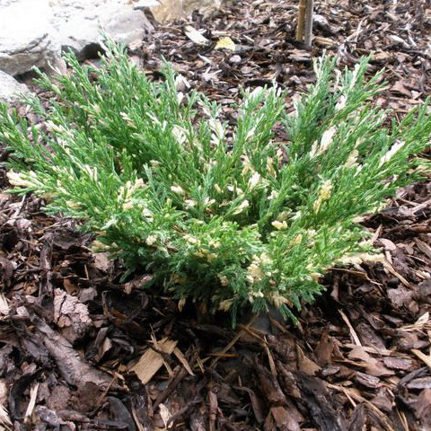 Саджанці Ялівцю горизонтального Андорра Варієгата, 4-х річний (Juniperus horizontalis Andorra Variegata) С3