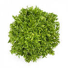 Салат "Корбі / Korbi" 1000 драже. Рік Цваан, (Rijk Zwaan)