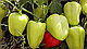 Насіння перцю Амаретта F1 500 насіння Enza Zaden, фото 3