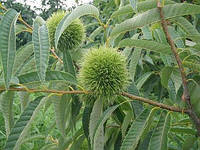 Каштан їстивний Castanea sativa, саджанці в Р9