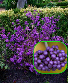 Калікарпа - Красивопліднік Іссай \ Callicarpa bodinieri "Issai" (саджанці 2 роки)