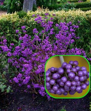 Калікарпа - Красивопліднік Іссай \ Callicarpa bodinieri "Issai" (саджанці 3 роки), фото 1