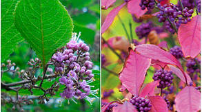 Калікарпа - Красивопліднік Іссай \ Callicarpa bodinieri "Issai" (саджанці 3 роки), фото 4