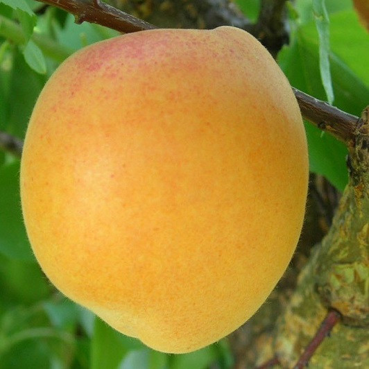 Абрикос Хар Лайн (пізній), фото 1