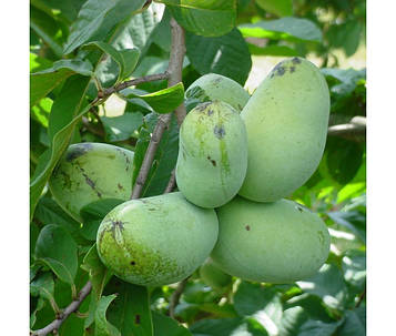 Азиміну трилопосильна/Asimina triloba'Prolific