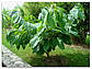 Азиміну трилопосильна/Asimina triloba'Prolific, фото 4