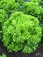 Салат тип Лола Біонда Вилі 1000 насіння Enza Zaden