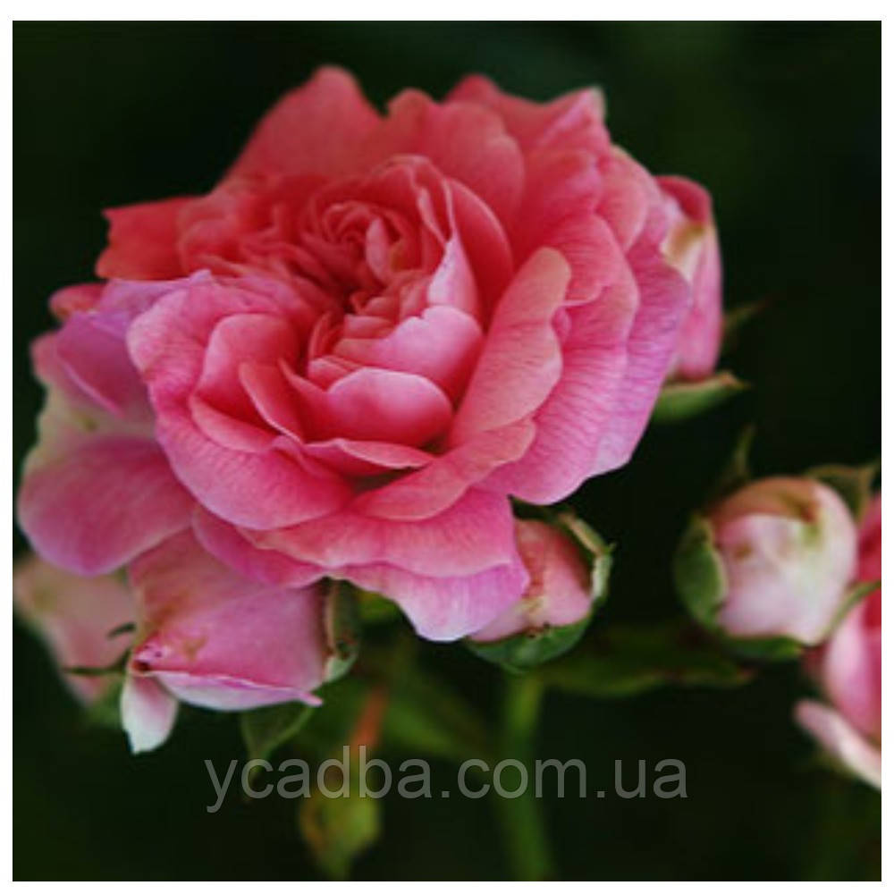 Троянда плетиста Дороті Паркінс, фото 1