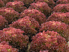 Салат тип Лола Росса, Туска, 5000 насіння Enza Zaden