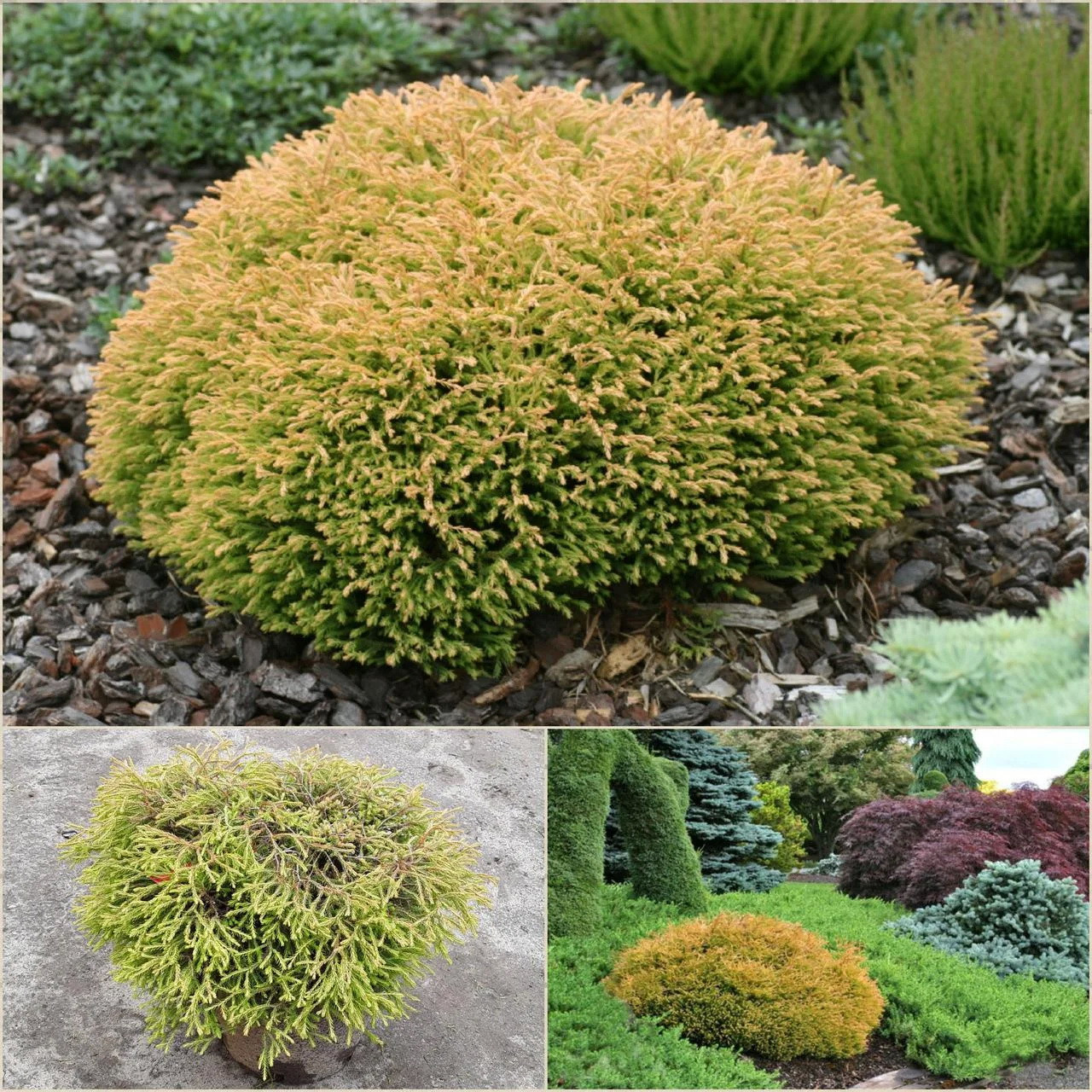 Саджанці Туї західної Голден Таффет, 4-х річна (Thuja occidentalis Golden Tuffet) С3
