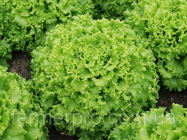 Салат Кайпіра/Caipira 1000 насіння Enza Zaden, фото 1