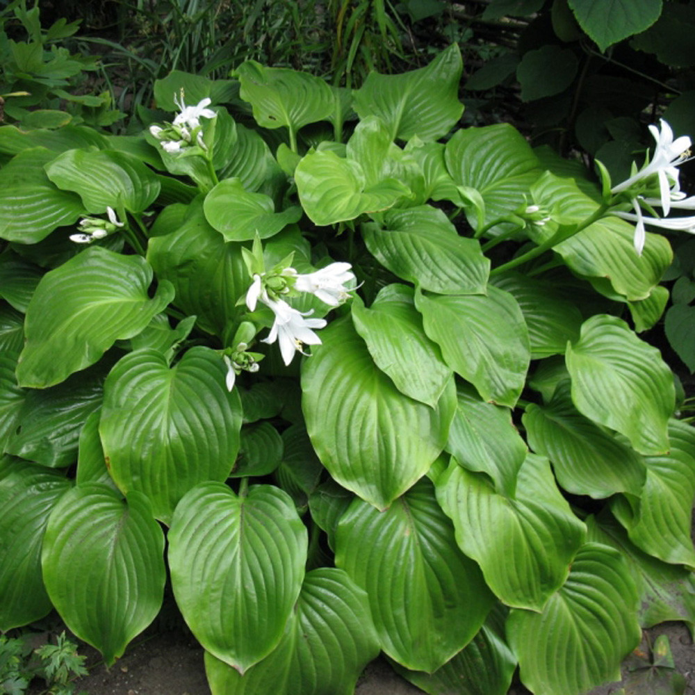 Саджанці Хости подорожникової (Hosta plantaginea) С1