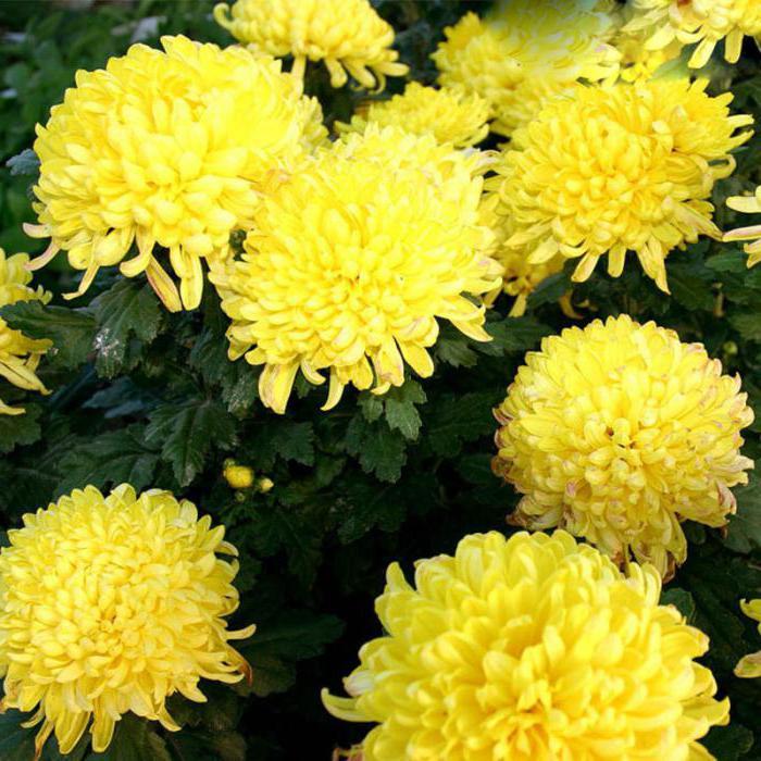 Саджанці Хризантеми корейської Річна (Chrysanthеmum koreanum Summer), фото 1