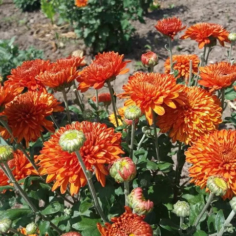 Саджанці Хризантеми корейської Річна Теракота (Chrysanthеmum koreanum Summer), фото 1