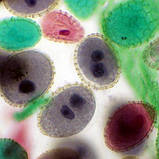 Мікроскоп біологічний професійний лабораторний Optika B-292PL 40x-1000x Bіno (Італія), фото 9