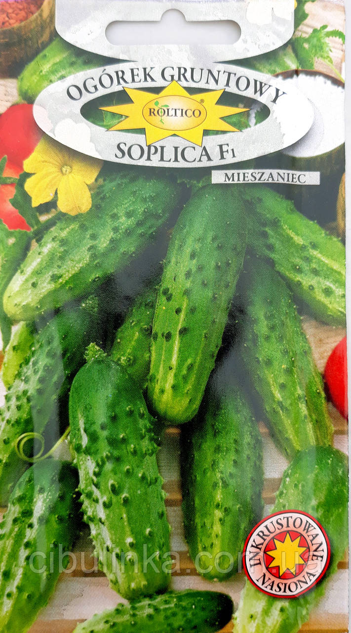 Насіння Огірок Соплиця F1, Roltico, Польща, 5 г, фото 1