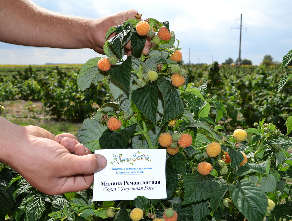 Саджанці малини Ранкова Роса (Poranna Rosa), 2 гатунок