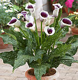 Калла Picasso (Пікасо), полуниці/луковиці, фото 3