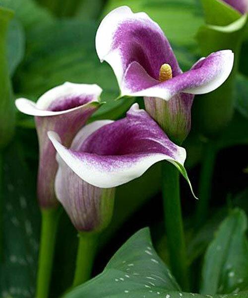 Калла Picasso (Пікасо), полуниці/луковиці, фото 1