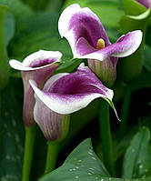 Калла Picasso (Пікасо), полуниці/луковиці