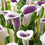 Калла Picasso (Пікасо), полуниці/луковиці, фото 4