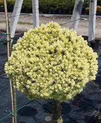 Ялина канадська Dendrofarma Gold(щеплена) на штамбі 0,6 м, фото 1