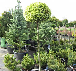 Ялина канадська Dendrofarma Gold(щеплена) на штамбі 0,6 м, фото 5