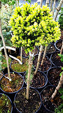 Ялина канадська Dendrofarma Gold(щеплена) на штамбі 0,6 м, фото 6