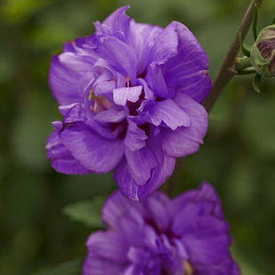 Саджанці Гібіскуса Френч Кабаре Перпл (Hibiscus syriacus French Cabaret Purple) 50-60 СМ