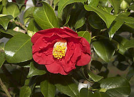 Камелія японська Blood of China 2 річна, фото 2