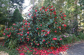 Камелія японська Blood of China 2 річна, фото 3