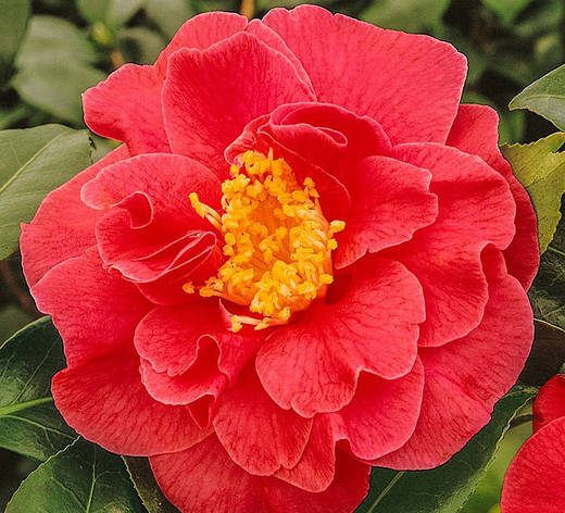 Камелія японська Blood of China 2 річна, фото 1