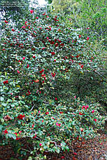 Камелія японська Blood of China 2 річна, фото 5