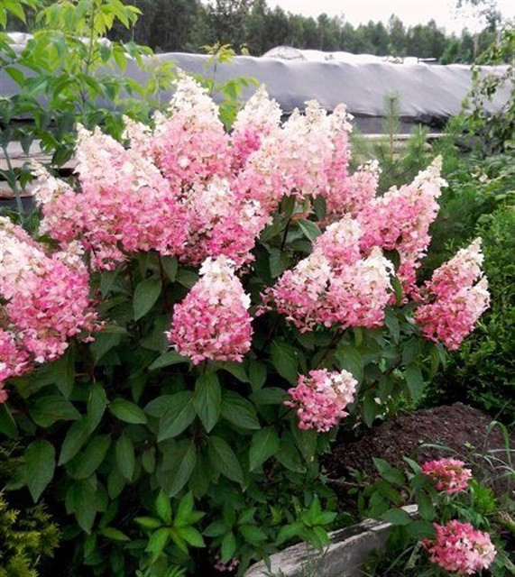 Гортензія волотиста Pink Lady 4 річна, Гортензия метельчатая Пинк Леди, Hydrangea paniculata Pink Lady
