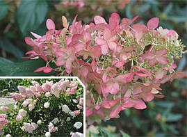 Гортензія волотиста Pink Lady 1 річна, Гортензія волотиста Пінк Леді, Hydrangea paniculata Pink Lady, фото 4