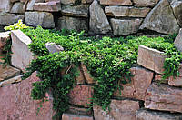 Ялівець горитзонтальний Вілтоні (ялівець Juniperus horizontalis Wiltonii)