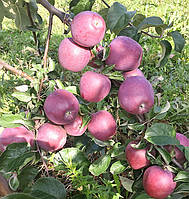 Яблуня Імант. (54-118). Пізньозимовий сорт