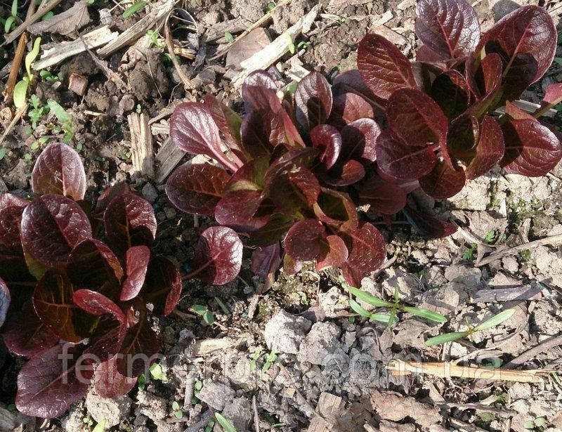 Салат Мунред 1000 насіння Enza Zaden, фото 1