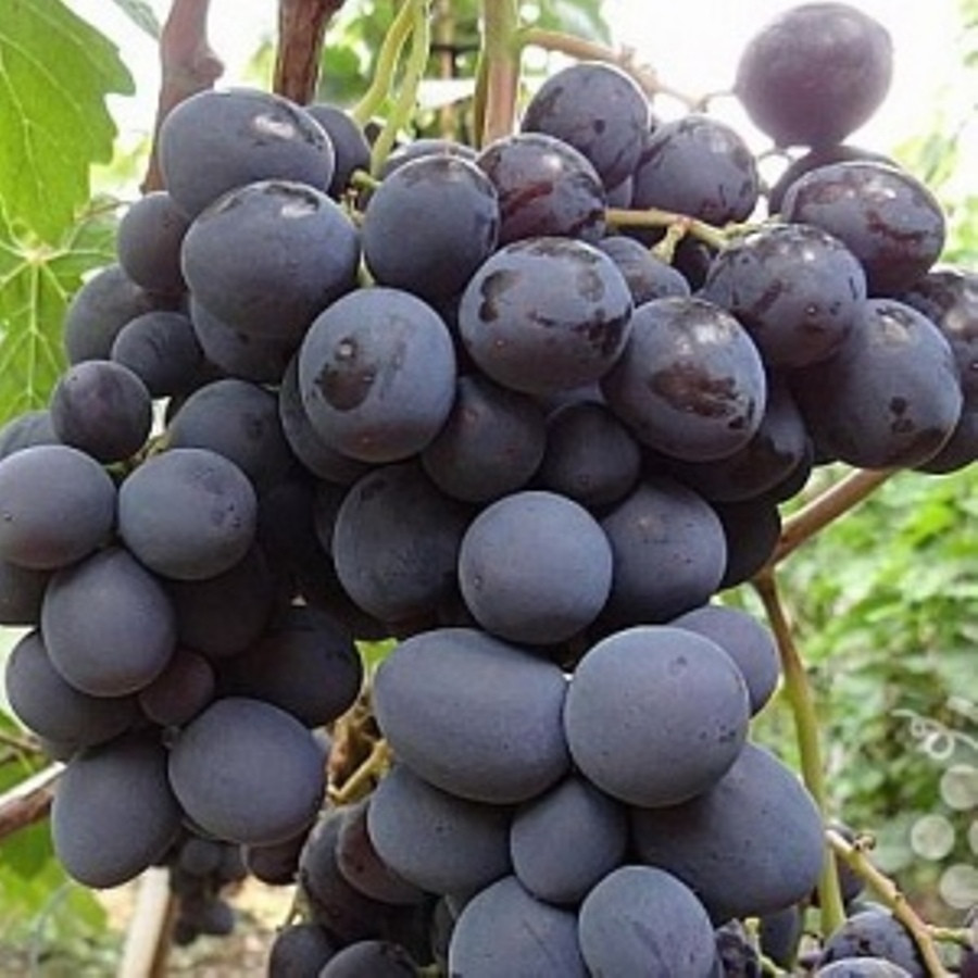 Саджанці Винограду Подарунок Несветая - дуже раннього терміну, високоврожайний, великоплідний, фото 1