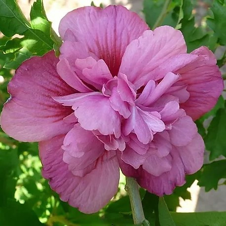 Саджанці Гібіскуса сирійського Люсі (Hibiscus syriacus Lucy) 50-60 СМ