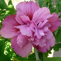 Саженцы Гибискуса сирийского Люси (Hibiscus syriacus Lucy) 50-60 СМ